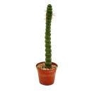 Fancy cactus - Eulychnia castanea spiralis - The prickly...