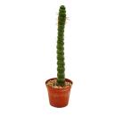 Fancy cactus - Eulychnia castanea spiralis - The prickly spiral staircase - Absolute rarity - 8.5cm pot