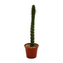 Fancy cactus - Eulychnia castanea spiralis - The prickly spiral staircase - Absolute rarity - 8.5cm pot