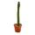 Cactus fantaisie - Eulychnia castanea spiralis - Lescalier en colimaçon épineux - Rareté absolue - Pot de 8,5cm