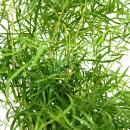 Zierspargel - Sicheldorn-Spargel - Asparagus falcatus - Pflegeleichte Grünpflanze - 17cm Topf