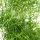 Zierspargel - Sicheldorn-Spargel - Asparagus falcatus - Pflegeleichte Grünpflanze - 17cm Topf
