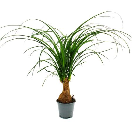 Kleiner Elefantenfuss Beaucarnea recurvata Nolina Zimmerpflanze 12cm Topf verschiedene Wuchsformen
