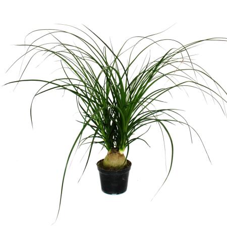 Petit pied déléphant - Beaucarnea recurvata - Nolina - plante dintérieur - pot 12cm - boule