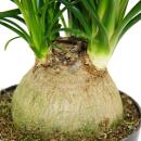 Petit pied déléphant - Beaucarnea recurvata - Nolina - plante dintérieur - pot 12cm - boule
