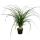 Petit pied déléphant - Beaucarnea recurvata - Nolina - plante dintérieur - pot 12cm - boule