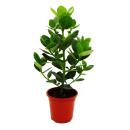 Balsamapfel - Clusia major - ca. 55-65 cm - 17cm Topf - Zimmerpflanze