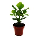 Balsam apple - Clusia major - approx. 25-35 cm - 12cm pot...