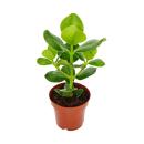 Balsam apple - Clusia major - approx. 25-35 cm - 12cm pot...