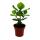Balsamapfel - Clusia major - ca. 25-35 cm - 12cm Topf - Zimmerpflanze