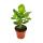 Balsamapfel - Clusia major - ca. 25-35 cm - 12cm Topf - Zimmerpflanze