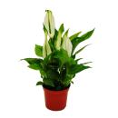 Mini Spathiphyllum - mini single leaf - 7cm pot - houseplant