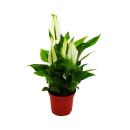 Mini Spathiphyllum - mini single leaf - 7cm pot - houseplant