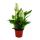 Mini-Spathiphyllum - Mini-Einblatt - 7cm Topf - Zimmerpflanze