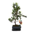 Tranche de pierre de bonsa&iuml; - Podocarpus macrophyllus - environ 6 ans
