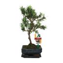 Tranche de pierre de bonsa&iuml; - Podocarpus macrophyllus - environ 6 ans