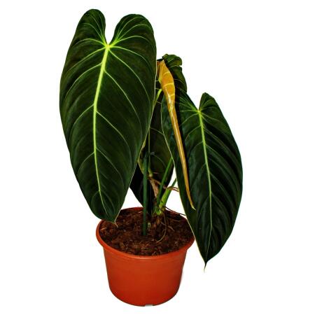 Philodendron melanochrysum - the black and gold tree friend - 20cm pot