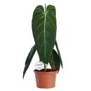 Philodendron melanochrysum - the black and gold tree friend - 20cm pot