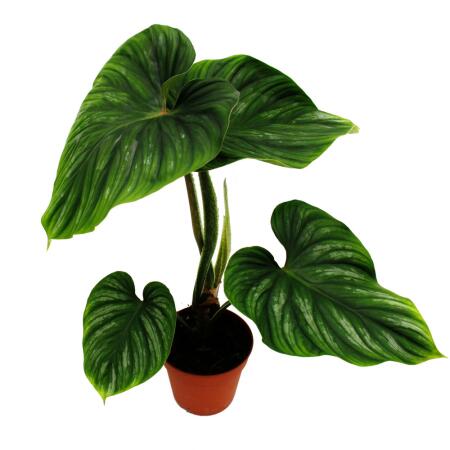 Philodendron plowmanii - der silbrige Baumfreund - 15cm Topf  - Rarität