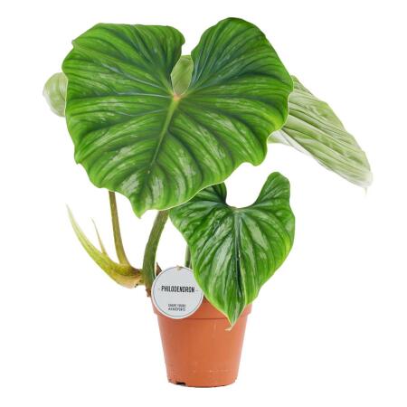 Philodendron plowmanii - der silbrige Baumfreund - 15cm Topf - Rarit