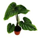Philodendron plowmanii - the silver tree friend - 15cm...