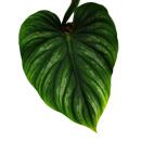 Philodendron plowmanii - der silbrige Baumfreund - 15cm Topf  - Rarität