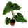Philodendron plowmanii - der silbrige Baumfreund - 15cm Topf  - Rarit&auml;t