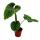 Philodendron plowmanii - der silbrige Baumfreund - 15cm Topf  - Rarität