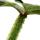 Philodendron plowmanii - der silbrige Baumfreund - 15cm Topf  - Rarit&auml;t