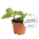 Jewel Orchid - Macodes petola Emerald - Mini terrestrial...