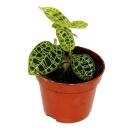 Jewel Orchid - Macodes petola Emerald - Mini terrestrial...