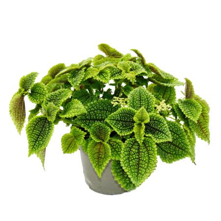 Kanonier-Pflanze - Pilea involucrata Moon Valley - Mondkrater-Pflanze - 12cm Topf