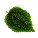 Kanonier-Pflanze - Pilea involucrata Moon Valley - Mondkrater-Pflanze - 12cm Topf