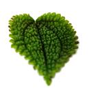 Gunner Plant - Pilea involucrata Moon Valley - Moon Crater Plant - 12cm pot
