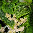 Gunner Plant - Pilea involucrata Moon Valley - Moon Crater Plant - 12cm pot