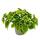 Gunner Plant - Pilea involucrata Moon Valley - Moon Crater Plant - 12cm pot