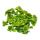 Gunner Plant - Pilea involucrata Moon Valley - Moon Crater Plant - 12cm pot