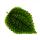 Gunner Plant - Pilea involucrata Moon Valley - Moon Crater Plant - 12cm pot