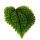 Gunner Plant - Pilea involucrata Moon Valley - Moon Crater Plant - 12cm pot
