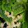 Gunner Plant - Pilea involucrata Moon Valley - Moon Crater Plant - 12cm pot