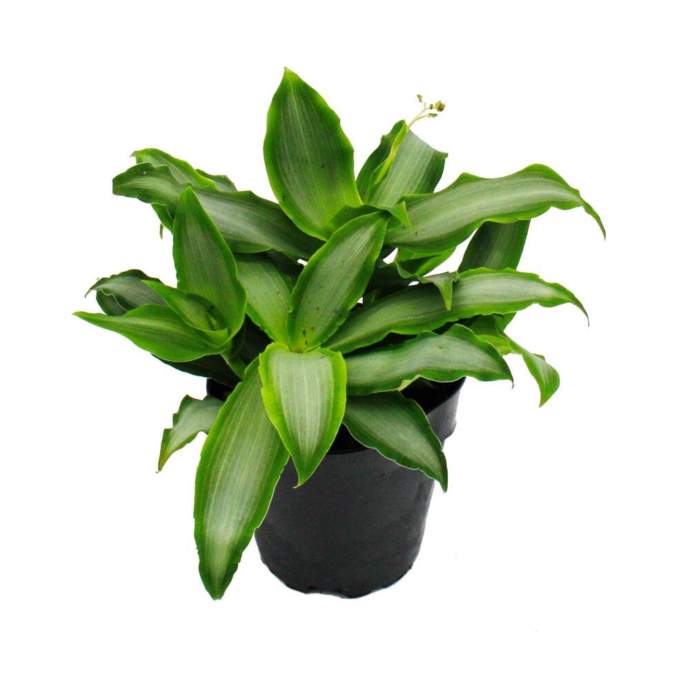 Murdannia loriformis "Bright Star" - niedrig wachsende Zimmerpflanze