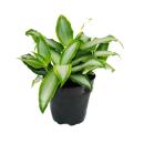 Murdannia loriformis &quot;Bright Star&quot; - niedrig wachsende Zimmerpflanze - 12cm Topf