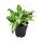 Murdannia loriformis Bright Star - low growing houseplant - 12cm pot