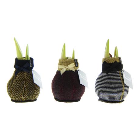 Amaryllis bulb in "Fashion Elegant" winter socks