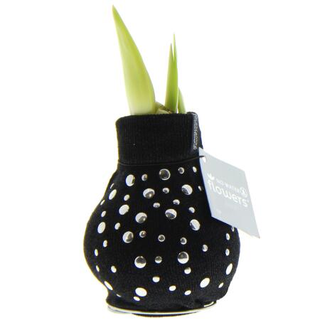 Bulbe damaryllis en chaussette moderne "Fashion Streetlife" nièces dargent