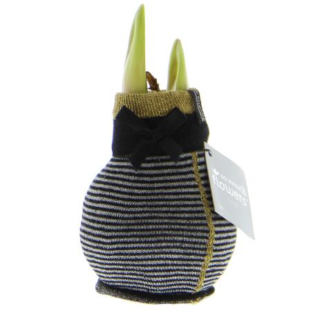 Amaryllis bulb in "Fashion Elegant" winter socks black and gray striped