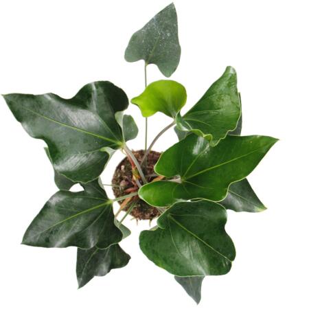 decorative indoor plant stands round-metal-plant-stand main image 1