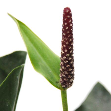 Flamingo flower "Arrow" Anthurium 12cm