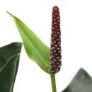 Flamingoblume - Anthurium "Arrow" - 12cm Topf