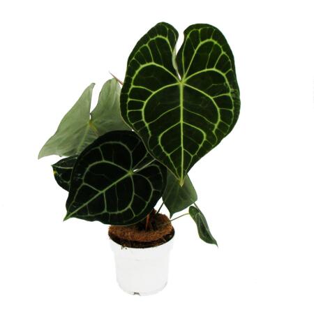 Fleur flamant rose - Anthurium clarinervium - fleur damoureux - pot 14cm